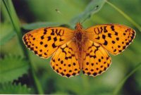 Marbled Fritillary 2004 - Clive Burrows