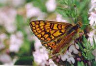 Marsh Fritillary provincialis 2004 - Clive Burrows