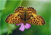 Titanias Fritillary 2005 - Clive Burrows