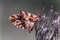 Weavers Fritillary 2002 - Roger Gibbons