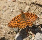 Weavers Fritillary 2006 - Roger Gibbons