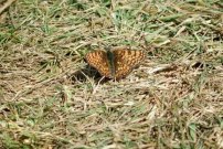 Glanville Fritillary 2001 - Nick Sampford