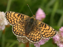 Glanville Fritillary 2004 - Adrian Webb