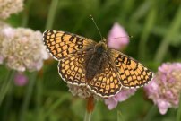 Glanville Fritillary 2004 - Adrian Webb