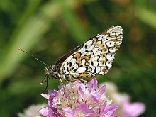 Glanville Fritillary 2004 - Nick Sampford