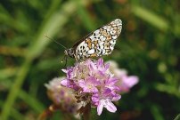 Glanville Fritillary 2004 - Nick Sampford