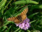 Glanville Fritillary 2006 - Steve Lane