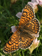 Glanville Fritillary 2005 - Nick Sampford