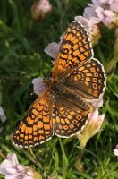 Glanville Fritillary 2005 - Nick Sampford