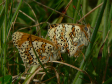 Glanville Fritillary 2006 - Steve Lane