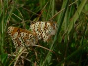 Glanville Fritillary 2006 - Steve Lane