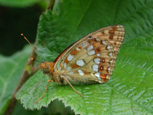 High Brown Fritillary 2001 - Nick Sampford