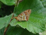 High Brown Fritillary 2001 - Nick Sampford