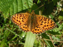 High Brown Fritillary 2002 - Nick Sampford