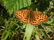 High Brown Fritillary 2002 - Nick Sampford