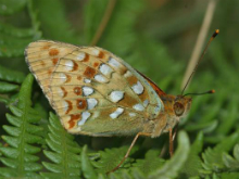 High Brown Fritillary 2005 - Nick Sampford