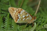 High Brown Fritillary 2005 - Nick Sampford