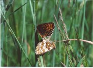 Heath Fritillary mating pair 2001 - Liz Goodyear