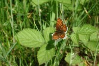 Heath Fritillary 2001 - Nick Sampford