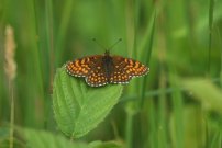 Heath Fritillary 2003 - Nick Sampford