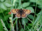 Heath Fritillary 2002 - Nick Sampford