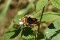 Heath Fritillary 2005 - Ian Hardy