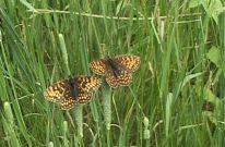 Heath Fritillary 2006 - Ian Hardy