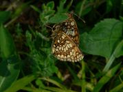 Heath Fritillary 2006 - Steve Lane