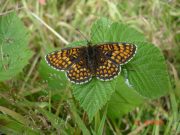 Heath Fritillary 2006 - Steve Pash