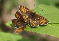 Heath Fritillary 2006 - Sandra Standbridge