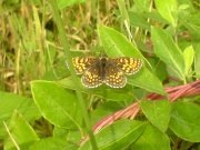 Heath Fritillary 2007 - 2006 - Steve Pash