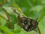 Heath Fritillary 2007 - Richard Bigg