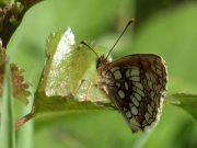 Heath Fritillary 2008 - Sezar Hikmet