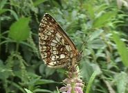 Heath Fritillary 2006 - Ian Hardy