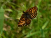 Heath Fritillary 2006 - Steve Lane