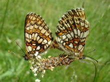 Heath Fritillary pair 2006 - Steve Pash