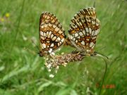 Heath Fritillary 2006 - Steve Pash	