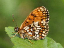 Heath Fritillary 2006 - Sandra Standbridge