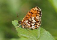 Heath Fritillary 2006 - Sandra Standbridge