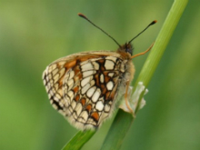 Heath Fritillary 2008 - Sezar Hikmet