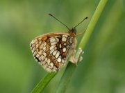 Heath Fritillary 2008 - Sezar Hikmet