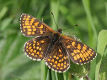 Heath Fritillary 2006 - Sandra Standbridge