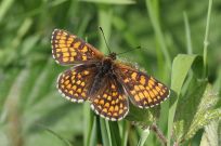 Heath Fritillary 2006 - Sandra Standbridge