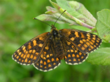 Heath Fritillary 2007 - Richard Bigg