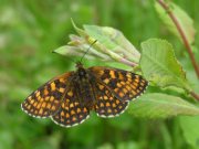 Heath Fritillary 2007 - Richard Bigg