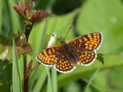 Heath Fritillary 2008 - Sezar Hikmet