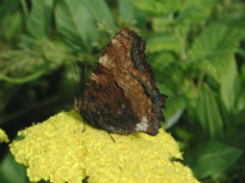 Large Tortoiseshell 2001 - Nick Sampford