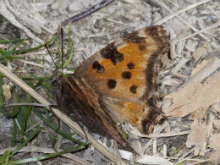 Large Tortoiseshell 2009 - Ian Small