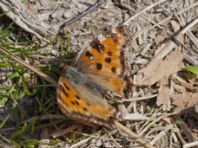 Large Tortoiseshell 2009 - Ian Small