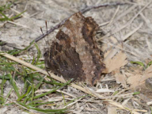 Large Tortoiseshell 2009 - Ian Small